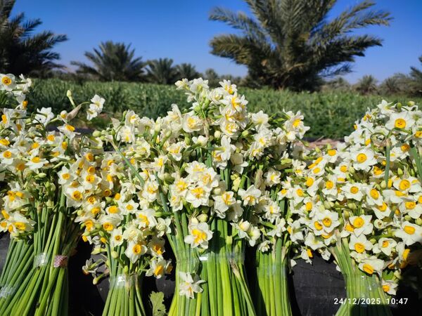 کازرون در آغوش عطر نرگس