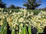 کازرون در آغوش عطر نرگس