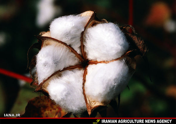 اجرای بزرگترین طرح ملی پنبه بنیان در فارس 