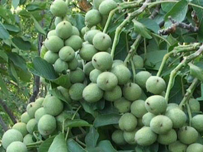 خسارت 15 میلیاردی تگرگ بهاری به باغات گردو تویسرکان