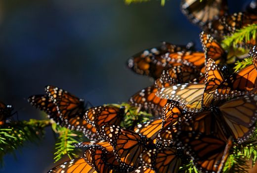 بحران آب و هوایی حشرات را به سمت نقاط خنک سوق داده است