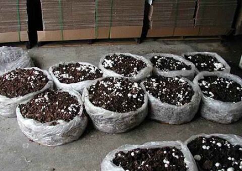 حمایت از توسعه مشاغل خانگی با صدور مجوز در خوزستان