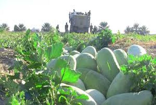 آغاز برداشت هندوانه در شهرستان پارس آباد مغان