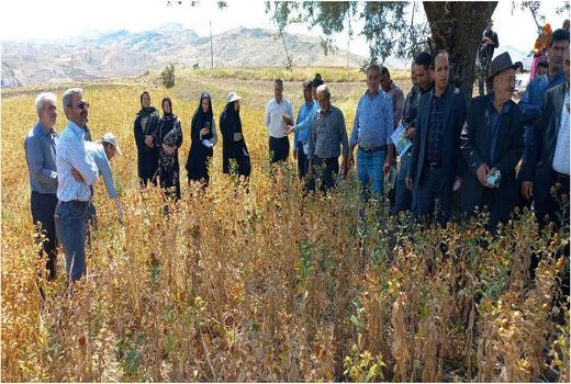 برگزاری روز مزرعه گلرنگ دیم  با هدف ترویج کشت دانه‌های روغنی 