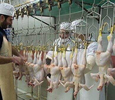 ۲۱۱ هزار تن گوشت طیور در کشتارگاه‌های رسمی عرضه شد/سهم ۹۶.۸ درصدی مرغ