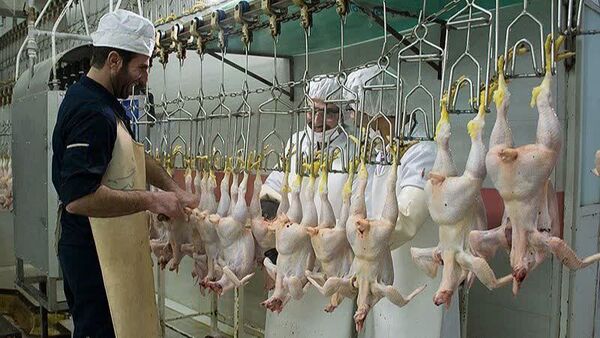۲۱۱ هزار تن گوشت طیور در کشتارگاه‌های رسمی عرضه شد/سهم ۹۶.۸ درصدی مرغ