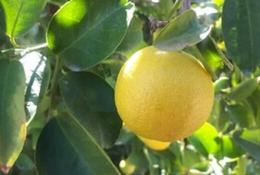 قیروکارزین رتبه اول تولید لیمو شیرین کشور دارد