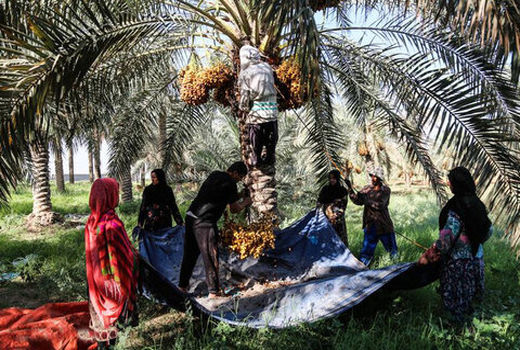 گردشگری کشاورزی در استان بوشهر توسعه می‌یابد