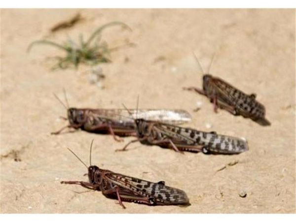 کانون یابی 1400 هکتار اراضی کوهستانی آمل برای پیشگیری خسارت ملخ