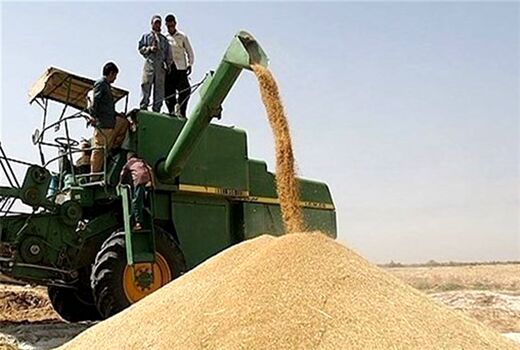 بیش از ۱۳۱ هزار تن گندم در خراسان شمالی خریداری شد