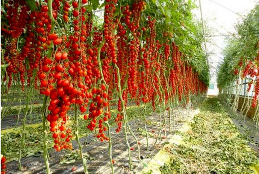 تشکیل صندوق‌های حمایت از سرمایه گذاری بخش کشاورزی در تمام شهرستان‌های خراسان شمالی 