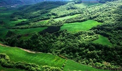 تمرکز مؤسسه تحقیقات جنگل‌ها و مراتع بر احیا، تنوع زیستی و زراعت چوب