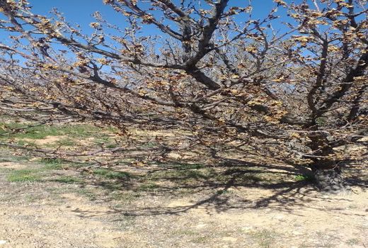 باغات و مزارع خرم بید از سرمای بهاره خسارت دید