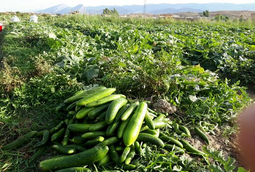 آغاز برداشت خیار پائیزه در دره شھر 