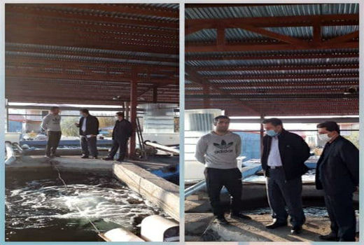 اولین پروانه عرضه زنده فروشی ماهی قزل آلا در سطح استان در شهرستان سراب