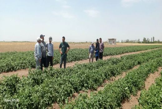 اجرای طرح کنترل بیولوژیک در 2 هزار هکتار از مزارع گوجه‌فرنگی قزوین