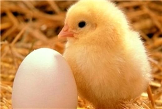 جوجه یکروزه استان کرمان تامین شده است