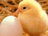 جوجه یکروزه استان کرمان تامین شده است