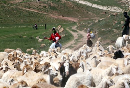 سرمای بهاره کوچ عشایر خراسان شمالی را به تاخیر انداخت