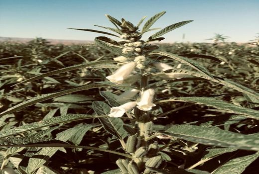 دو رقم کنجد در خرامه ارزیابی شد