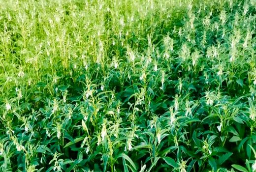 برداشت دانه‌های روغنی کنجد تابستانه در آبادان