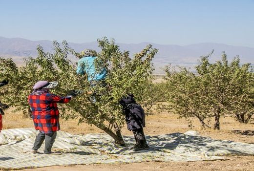 برداشت بادام از باغات سروستان آغاز شد