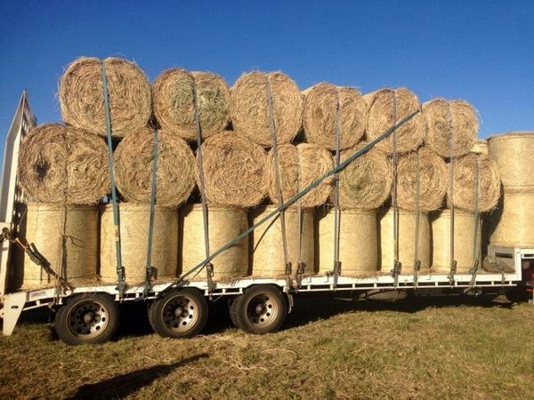 تاثیر خشکسالی بر خوراک دام