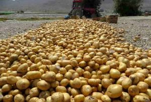 کاشت آزمایشی سیب‌زمینی در منطقه سرکویر دامغان اجرا شد