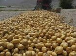 آغاز کشت سیب زمینی در شهرستان قصرشیرین 