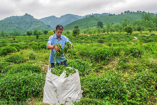 تولید 30 هزارتنی چای در کشور