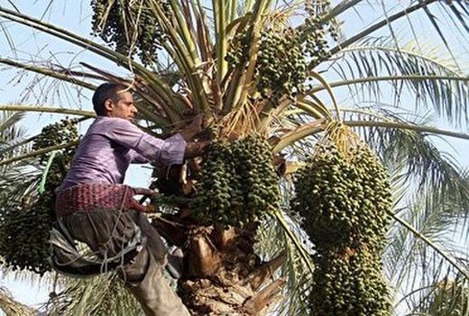  آرایش خوشه‌ نخیلات در کازرون 