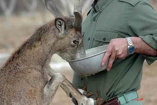 ارسال سریع لایحه حمایت از حیوانات به مجلس