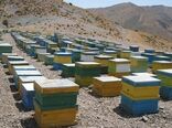 زنبورستانهای استان البرز سرشماری می شود