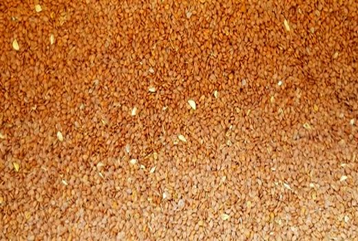 برای اولین بار در خرامه قدومه شیرازی کشت شد