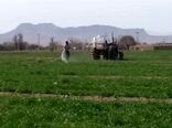 مبارزه شیمیایی در 4200 هکتار مزارع گندم و جو مازندران
