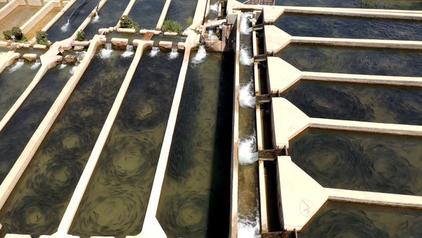 افزایش تولید، توسعه صادرات و تثبیت جایگاه چهارمحال و بختیاری در صنعت شیلات کشور