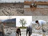 با توجه به تقویم زراعی کشت و کار برنج، کشاورزان به توصیه‌های ایمنی محیط کار توجه کنند
