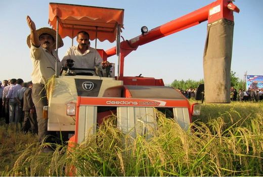 برداشت برنج در 5700 هکتار شالیزار بابل/ برداشت مکانیزه 3500 هکتاری