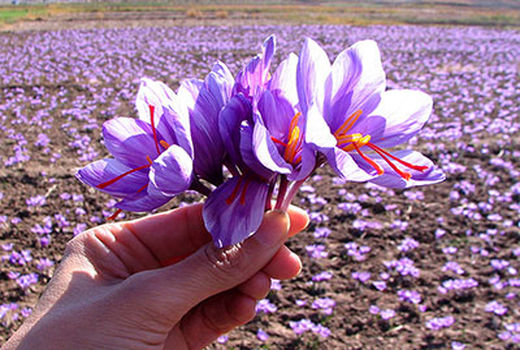 در جهان هر گرم زعفران را 5 یورو می‌خرند؛ در ایران 30 سنت هم نمی‌خرند!/ سایت بستان؛ الگوی تولید گیاهان دارویی بومی 