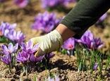 با «پالیز» بانک کشاورزی، دست دلالان از بازار طلای سرخ کوتاه شد