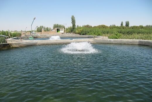 270 تن ماهیان گرمابی و سردابی در واحدهای پرورش ماهی شهرستان آبیک تولید شد