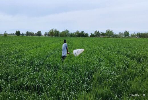 اجرای عملیات گسترده مبارزه با آفت سن گندم در بیش از ۱۱ هزار هکتار از مزارع استان قزوین 