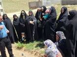 ارتقای دانش کشاورزی زنان روستایی/ کارگاه تخصصی کشت گل گاوزبان در آوج برگزار شد