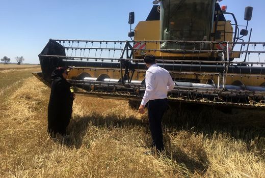 پایان برداشت گندم در کارون