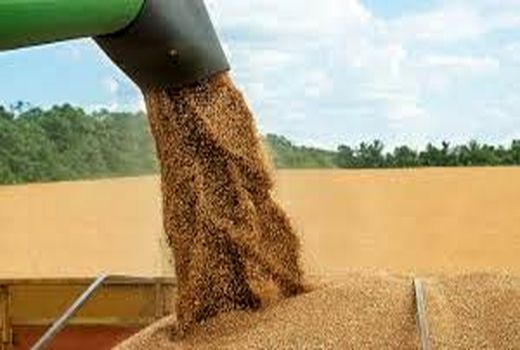 خرید بیش از 40 هزار تن گندم بذری در خوزستان