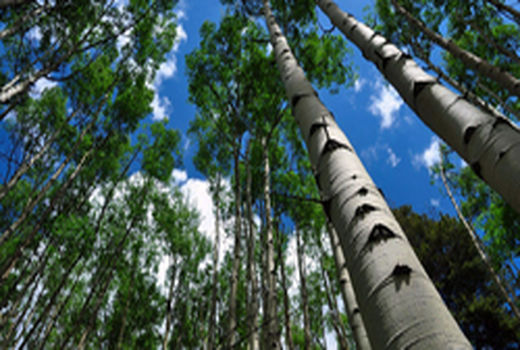 افزایش تولید چوب در چهارمحال و بختیاری