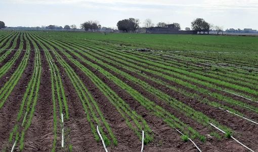 کشاورزی با آرایش کشت جدید؛ برداشت طلایی گندم در قزوین تضمین شد