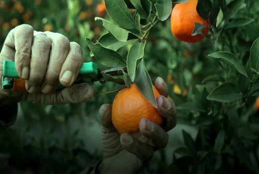 مدیریت علمی برداشت و انبارداری عامل اصلی تولید مرکبات باکیفیت و قابل رقابت در بازارهای جهانی است