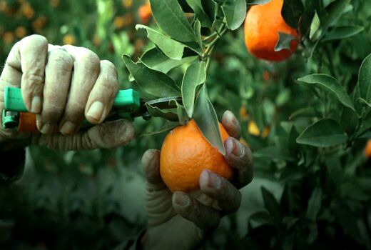 مدیریت علمی برداشت و انبارداری عامل اصلی تولید مرکبات باکیفیت و قابل رقابت در بازارهای جهانی است