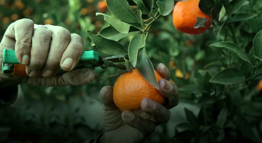 مدیریت علمی برداشت و انبارداری عامل اصلی تولید مرکبات باکیفیت و قابل رقابت در بازارهای جهانی است